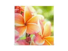 Decorative Key Box with Magnetic Glass Dry-Erase Board KN14 Nature series : Frangipani flower