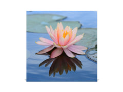 Decorative Key Box with Magnetic Glass Dry-Erase Board KN14 Nature series : Beautiful water lilly flower 1