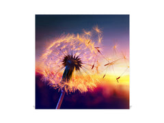 Decorative Key Box with Magnetic Glass Dry-Erase Board KN14 Nature series : Sunset dandelion