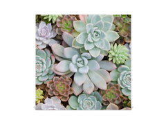 Decorative Key Box with Magnetic Glass Dry-Erase Board KN14 Nature series : Rock garden 2