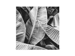 Decorative Key Box with Magnetic Glass Dry-Erase Board KN14 Nature series : Black and white banana leaves