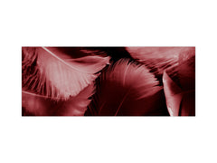 Stylish glass backsplash - Photo glass upstand BBS31 w/wo magnetic properties : Textures series : White and red feathers