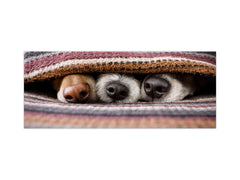 Impresionante arte de pared de vidrio - Salpicadero de cocina de gran formato BBS32 con/sin propiedades magnéticas: Serie Animales: Perros durmiendo