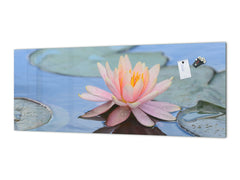 Design glass backsplash - Tempered Glass BBS29 splashback w/wo magnetic properties : Nature Series : Beautiful water lilly flower 1