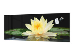 Design glass backsplash - Tempered Glass BBS29 splashback w/wo magnetic properties : Nature Series : Beautiful water lilly flower 2