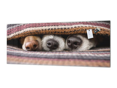 Impresionante arte de pared de vidrio - Salpicadero de cocina de gran formato BBS32 con/sin propiedades magnéticas: Serie Animales: Perros durmiendo