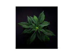 Cuadro de Llaves acabado con pintura en polvo K04 Marihuana en una cafetería