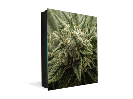 Cuadro de Llaves acabado con pintura en polvo K04 Una planta viva de cannabis en floración.