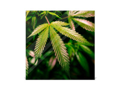 Key Storage Box K04 Magical California Cannabis