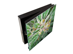 50 Keys Holder K04 Dank Purple haze kush medical cannabis