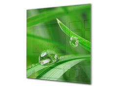 Kitchen & Bathroom splashback BS17 Green grass and cereals Series Leaf Drops Of Water 2