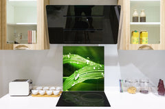 Kitchen & Bathroom splashback BS17 Green grass and cereals Series Leaf Drops Of Water 3