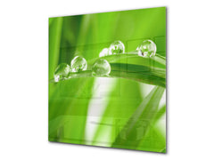 Kitchen & Bathroom splashback BS17 Green grass and cereals Series Leaf Drops Of Water 4