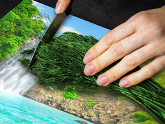 Planche à découper en verre trempé ; D08 Série Nature: Cascade 5