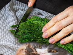 Gigantic Worktop saver and Pastry Board - Tempered GLASS Cutting Board Animals series DD01 Dog with a cat