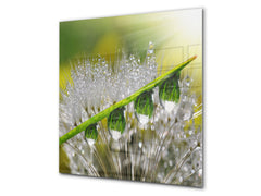 Kitchen & Bathroom splashback BS17 Green grass and cereals Series Dandelion Leaf
