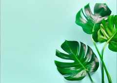 Order for Niki 70x50CM ENORMOUS Tempered GLASS Chopping Board