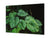 Modern Glass Picture - Contemporary Wall Art SART04 Flowers and leaves Series: Tropical plants