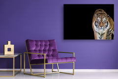 Wall Art - Glass Print Canvas Picture SART03B Animals Series: Tiger 2