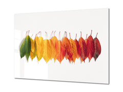 Modern Glass Picture - Contemporary Wall Art SART04 Flowers and leaves Series: Creative autumn composition