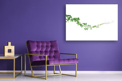 Modern Glass Picture - Contemporary Wall Art SART04 Flowers and leaves Series: Ivy plant on the white background