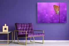 Wall Art - Glass Print Canvas Picture SART03B Animals Series: Butterfly on the purple background