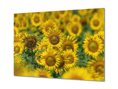 Cuadro de vidrio moderno - Arte mural contemporáneo SART04 Serie Flores y hojas: Hermoso campo de girasoles