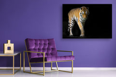 Wall Art - Glass Print Canvas Picture SART03B Animals Series: Young sumatran tiger