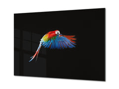 Wall Art - Glass Print Canvas Picture SART03B Animals Series: Beautiful colourful parrot