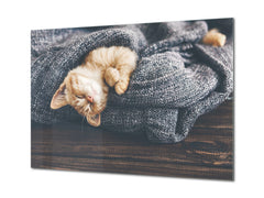 Wall Art - Glass Print Canvas Picture SART03B Animals Series: Cute little kitten