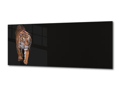 Wall Art Glass Print Picture – Available in 5 different sizes – Animals Series 02: Tiger walking
