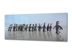 Wall Art Glass Print Picture – Available in 5 different sizes – Animals Series 02: Group of King penguins