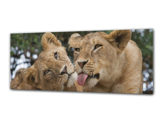 Glass Print Wall Art – Image on Glass 125 x 50 cm (? 50” x 20”) ; Lions