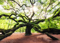 Order for Niki 70x50CM ENORMOUS Tempered GLASS Chopping Board