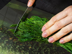 Induction Cooktop Cover – Glass Worktop saver: Fantasy and fairy-tale series DD18 Forest aura