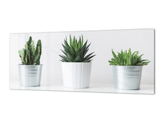 Glass kitchen panel with and w/o stainless steel back-coating: Succulent plants in pots