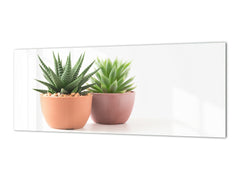 Glass kitchen panel with and w/o stainless steel back-coating: Succulent plants in pots 2