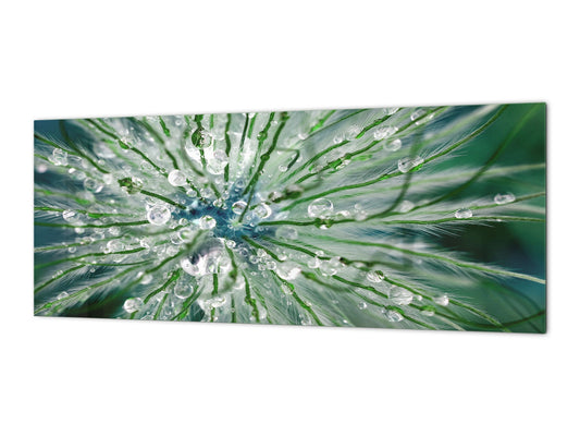 Tempered Glass magnetic and non magnetic splash-back in wide-format: Macro shot of flower head in morning dew