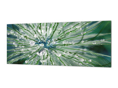 Tempered Glass magnetic and non magnetic splash-back in wide-format: Macro shot of flower head in morning dew