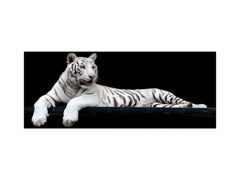 Magnetische und nicht magnetische Spritzschutzfolie aus gehärtetem Glas im Breitformat: Weißer Tiger in hoher Auflösung