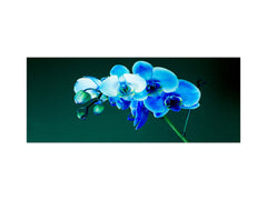 Large format horizontal backsplash - magnetic and non magnetic tempered glass: Flowering orchid