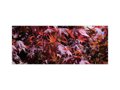 Glass splashback with metal backing - Kitchen glass panel: Bloodgood