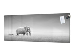 Stunning glass wall art - Wide format backsplash with magnetic properties: Elefant with zebra in Etosha