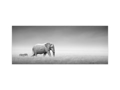 Stunning glass wall art - Wide format backsplash with magnetic properties: Elefant with zebra in Etosha