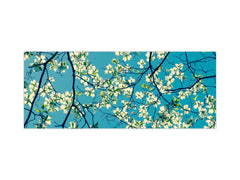 Wide-format tempered glass kitchen wall panel with metal backing - and without: Dogwood tree blossom