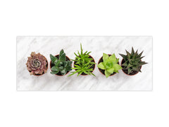 Tempered Glass magnetic and non magnetic splashback in wide-format: Succulent plants