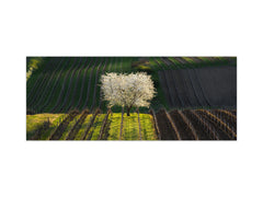 Glass backsplash w/ and w/o metal sheet backing with magnetic properties: Blooming Wild Cherry