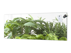 Glass kitchen panel with and w/o stainless steel back-coating: Basil, sage and rosemary