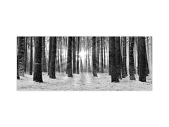 Glass splashback with metal backing in wide format - Kitchen tempered glass panel: Tribute Ansel Adams Walking Forest