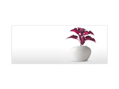 Salpicadero de vidrio con respaldo metálico en formato ancho - Panel de vidrio templado para cocina: Coleus de interior en maceta